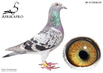 pigeon profile image