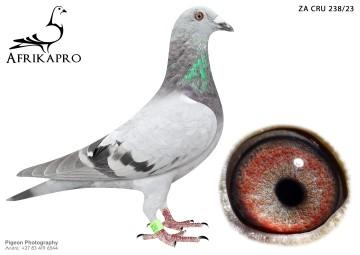 pigeon profile image