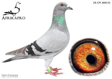 pigeon profile image