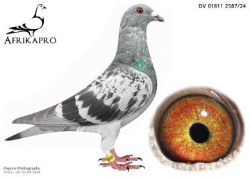 pigeon profile image