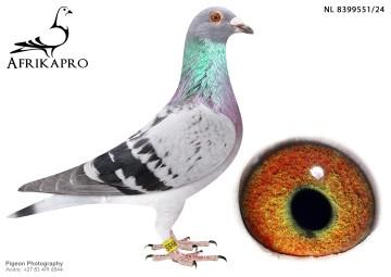 pigeon profile image