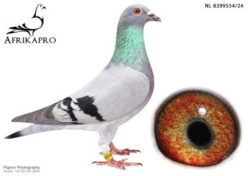 pigeon profile image