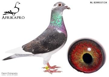 pigeon profile image