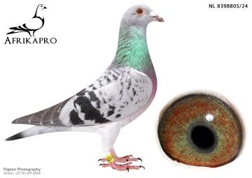 pigeon profile image