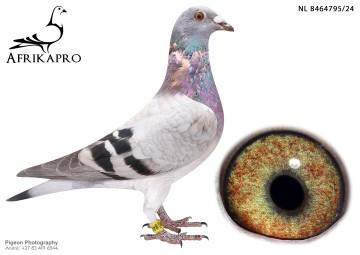 pigeon profile image