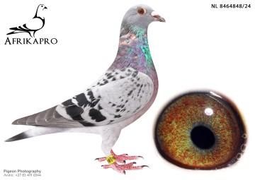 pigeon profile image