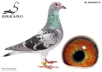 pigeon profile image