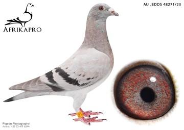 pigeon profile image