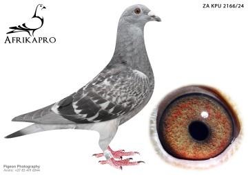 pigeon profile image