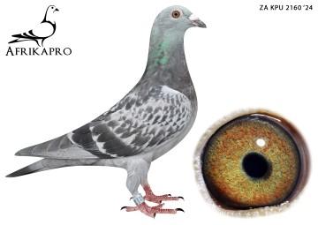 pigeon profile image