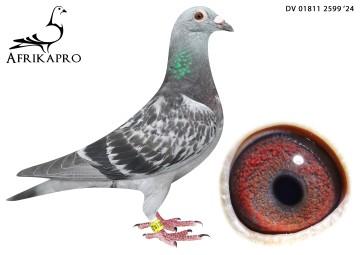 pigeon profile image