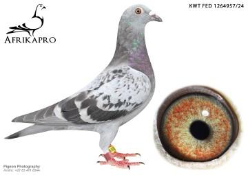 pigeon profile image