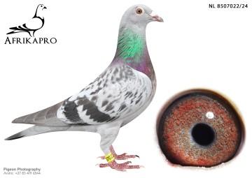 pigeon profile image