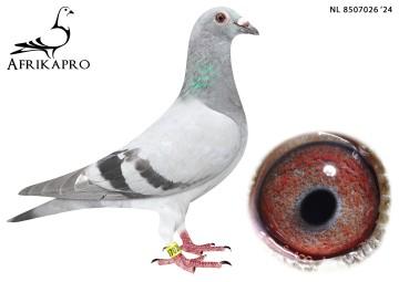 pigeon profile image