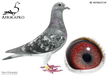 pigeon profile image