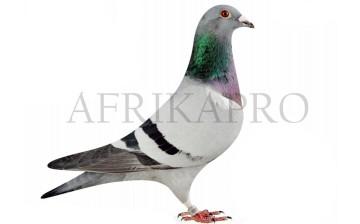 Pigeon Main Pic