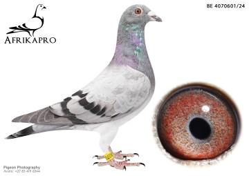 pigeon profile image