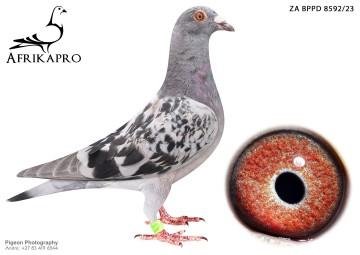 pigeon profile image