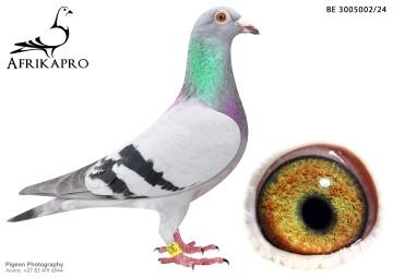 pigeon profile image