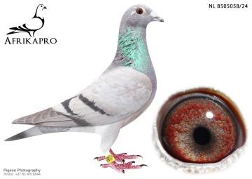 pigeon profile image