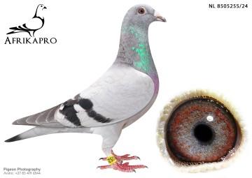 pigeon profile image