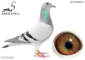 pigeon profile image