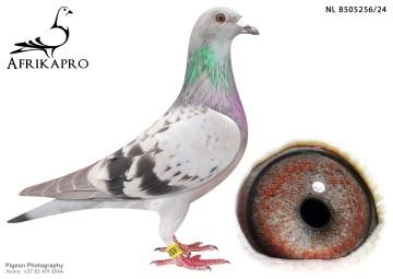 pigeon profile image