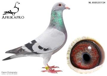 pigeon profile image