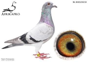 pigeon profile image