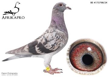 pigeon profile image